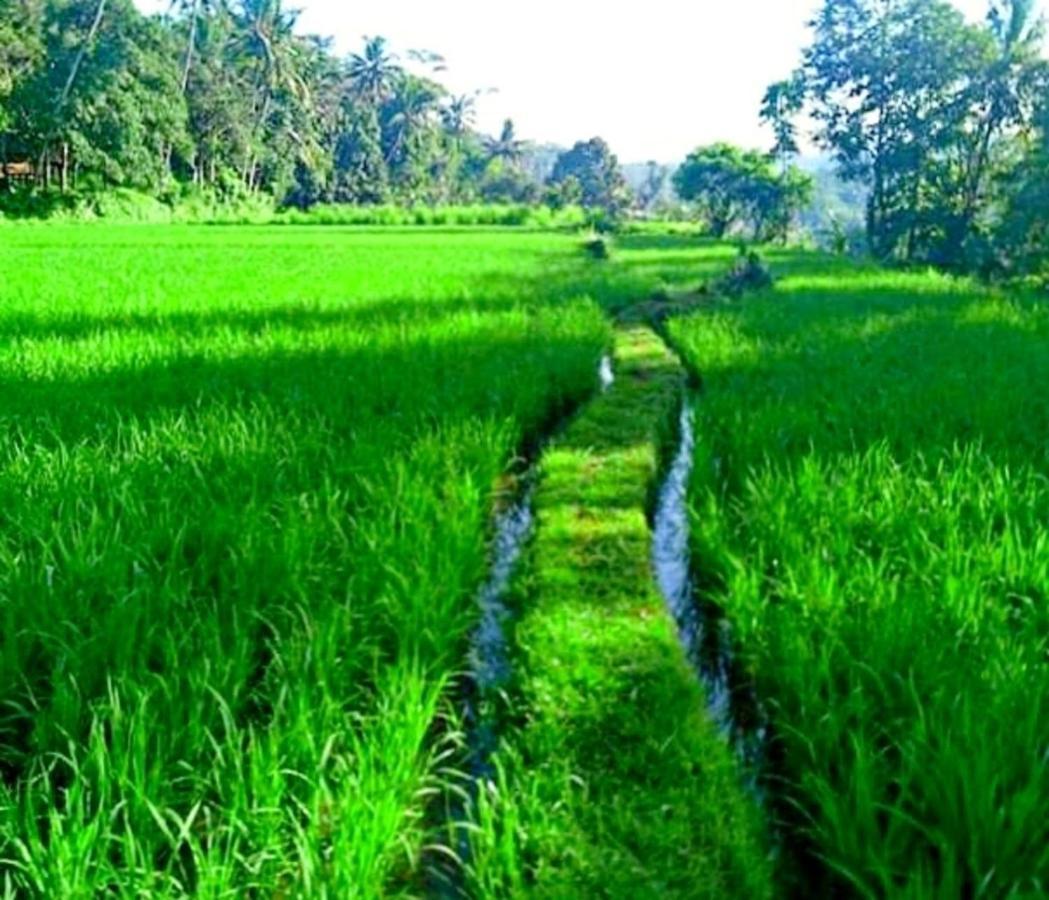 Lovely Sunrise 3 Bedroom Villa Ubud